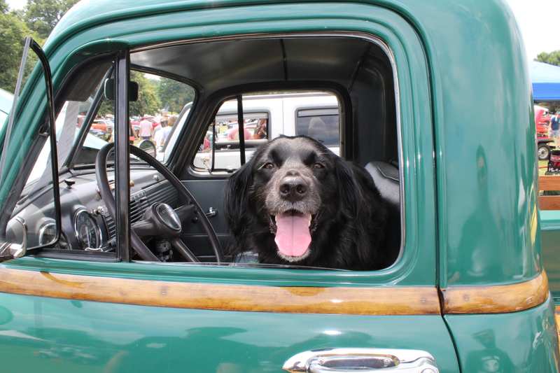 Best Boy at the show! seriously, we didn’t stay long because it was too hot. This doge should not be in a car.